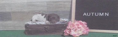 Miniature Dachshund 2