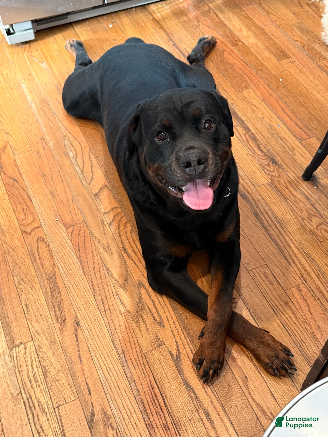 Rottweiler dogs for stud:  Rottweiler Stud services  - Ad 6
