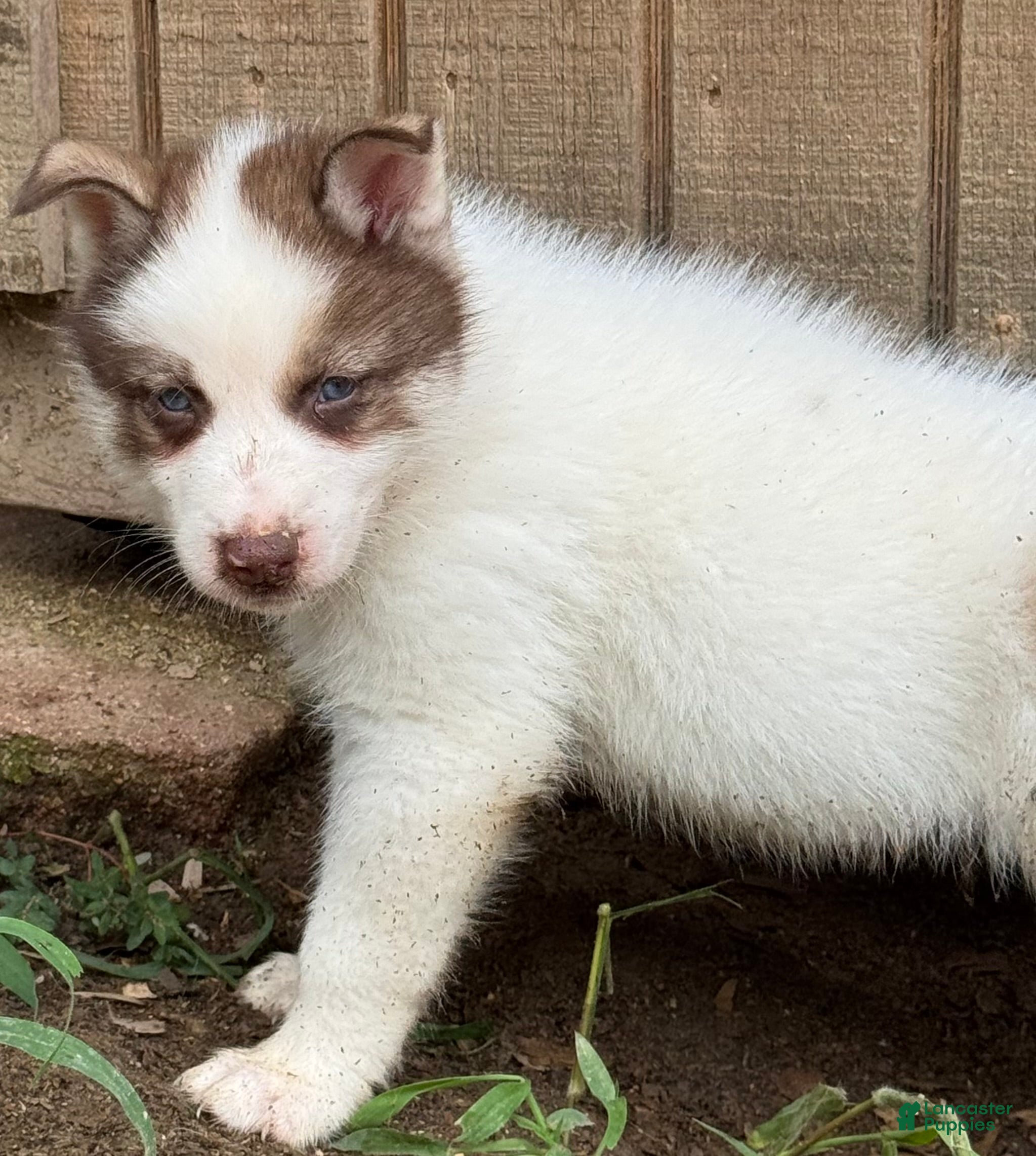 Gerberian Shepsky dogs Chief - Ad 1