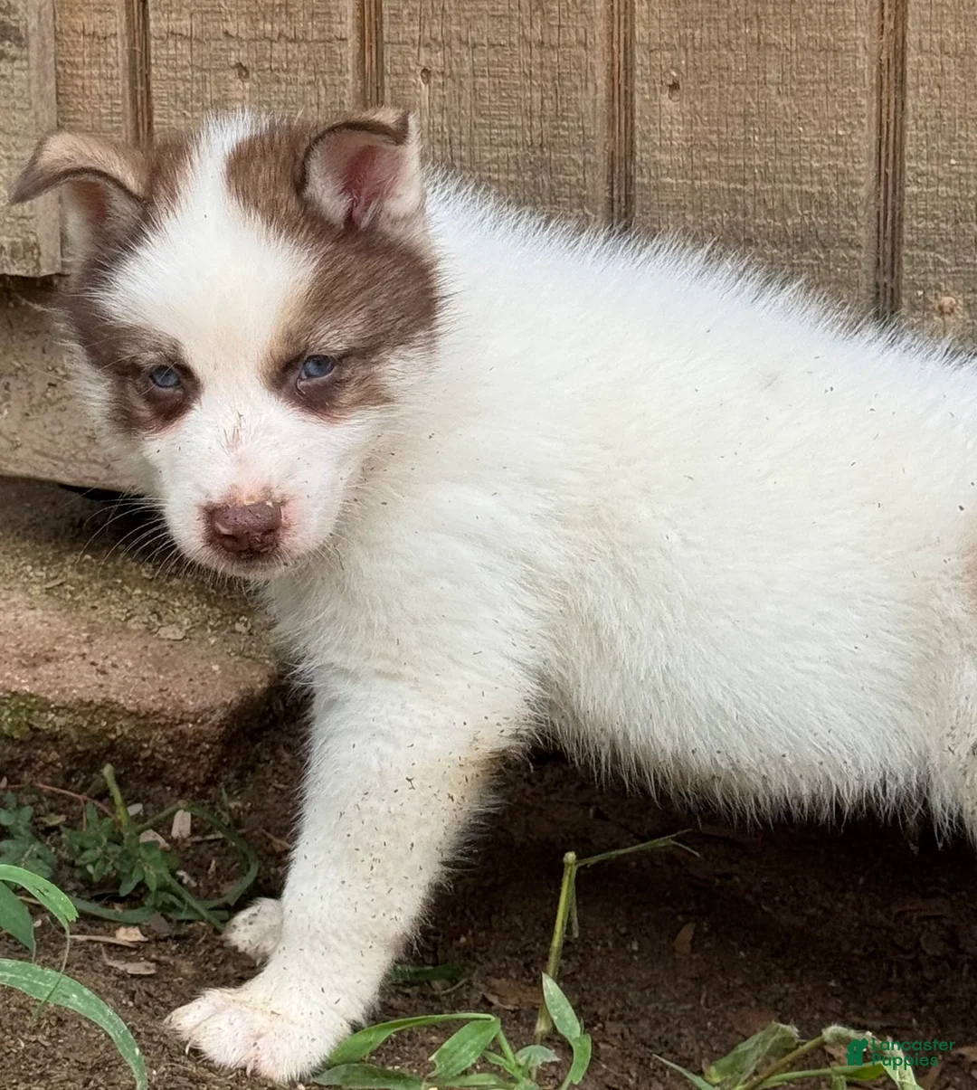 Gerberian Shepsky dogs for sale: Chief - Ad 1