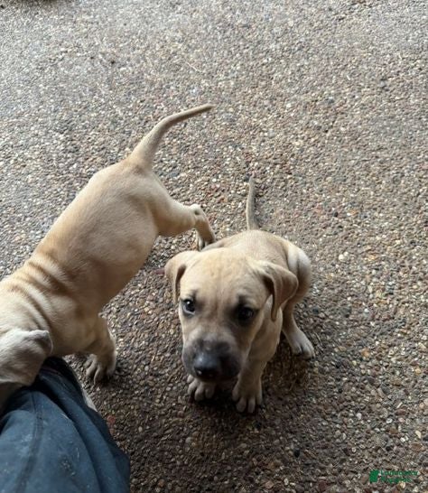 Black Mouth Cur dogs Black Mouth Cur 2 - Ad 1