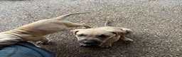 Black Mouth Cur dogs for sale: Black Mouth Cur 2 - Ad 1