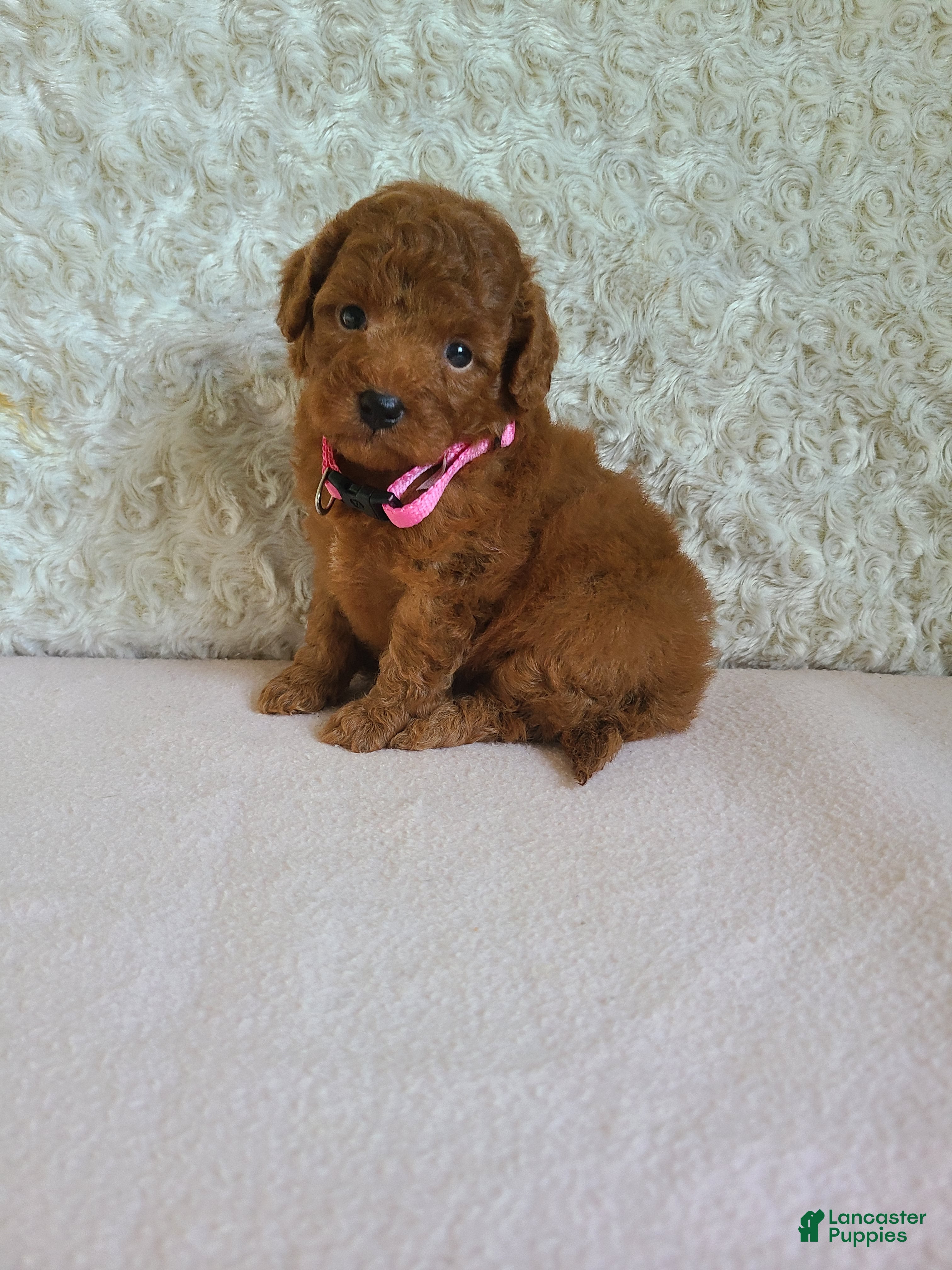 Mini Goldendoodle dogs for sale: Izzy - Ad 4