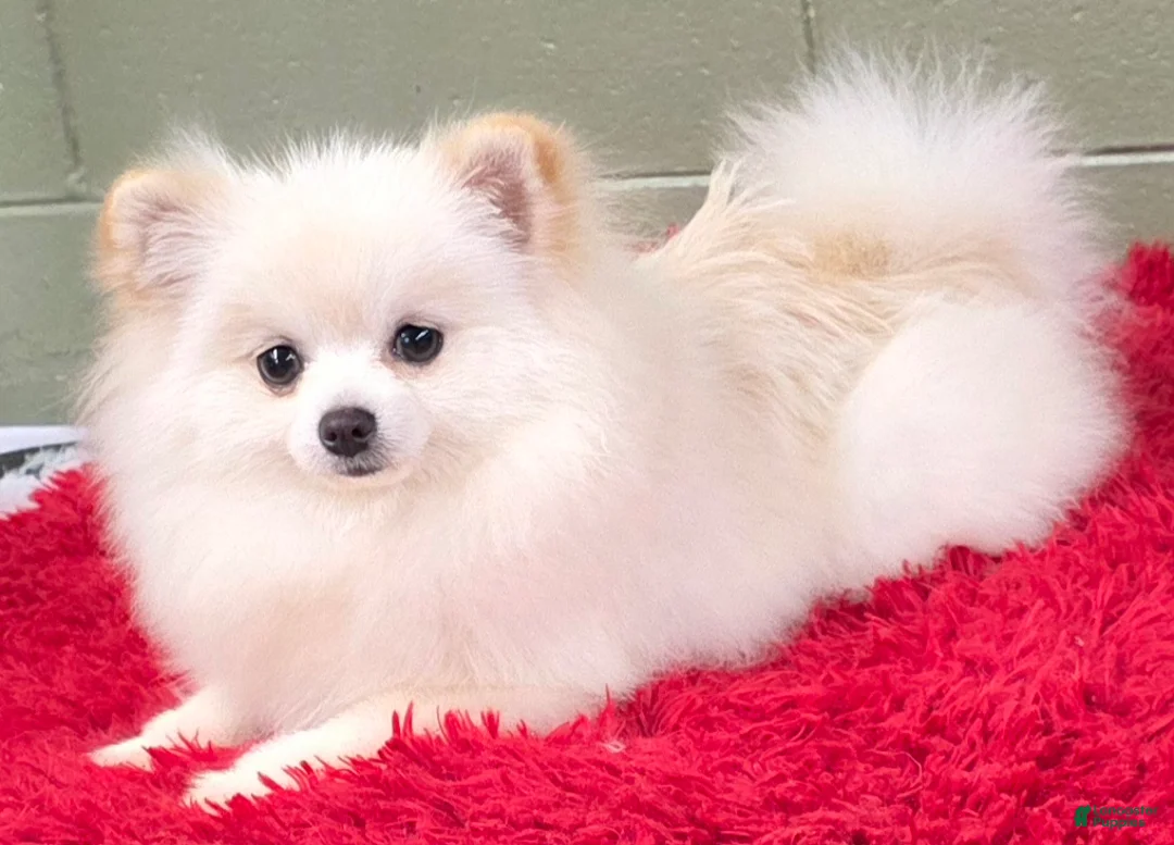 Pomeranian dogs for sale: Pomeranian Puppy 1 - Ad 4