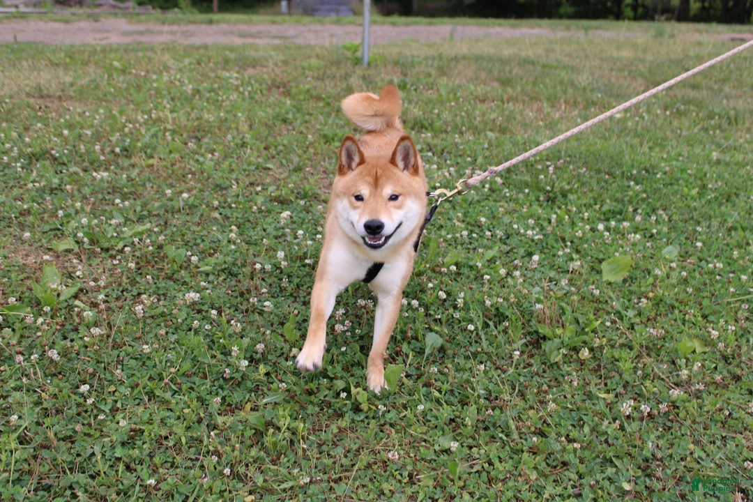 Shiba Inu dogs for sale: Fox - Ad 14