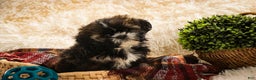 Shih Tzu dogs for sale: Shep - Ad 2