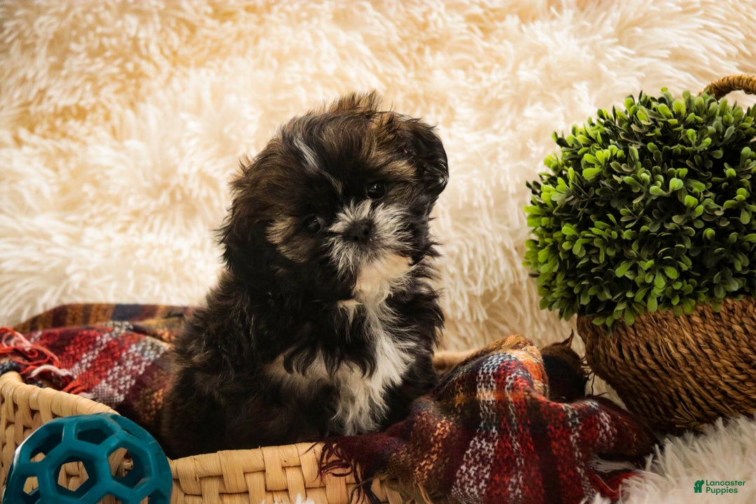 Shih Tzu dogs for sale: Shep - Ad 2