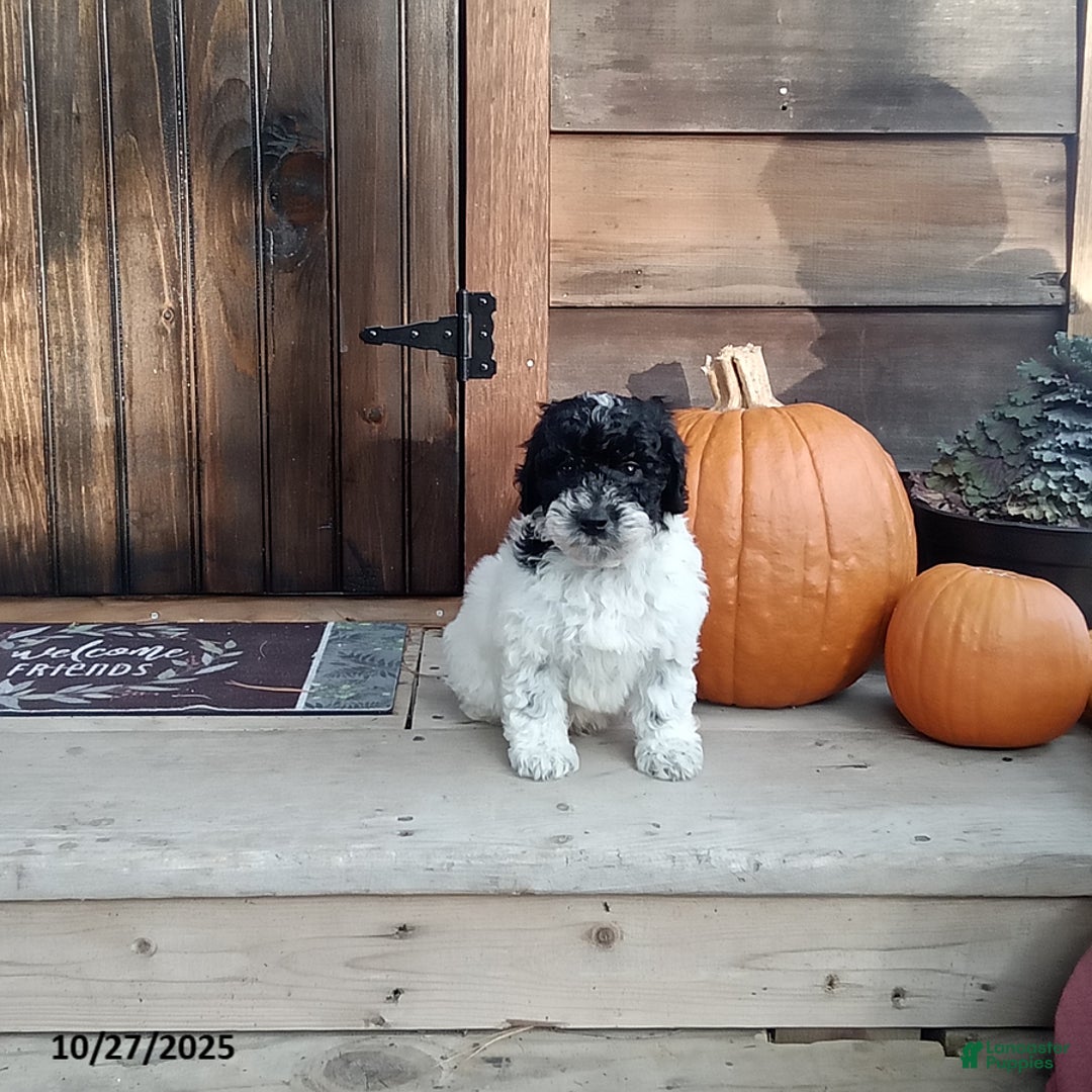 Cockapoo dogs for sale: Charlie - Ad 1