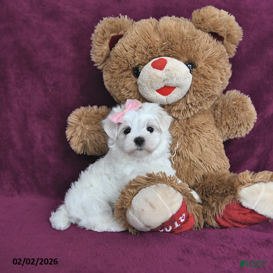 Maltese dogs Sweetie - Ad 2