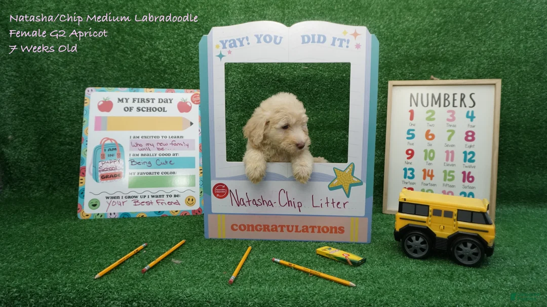 Labradoodle dogs for sale: NC G2 Apricot - Ad 1