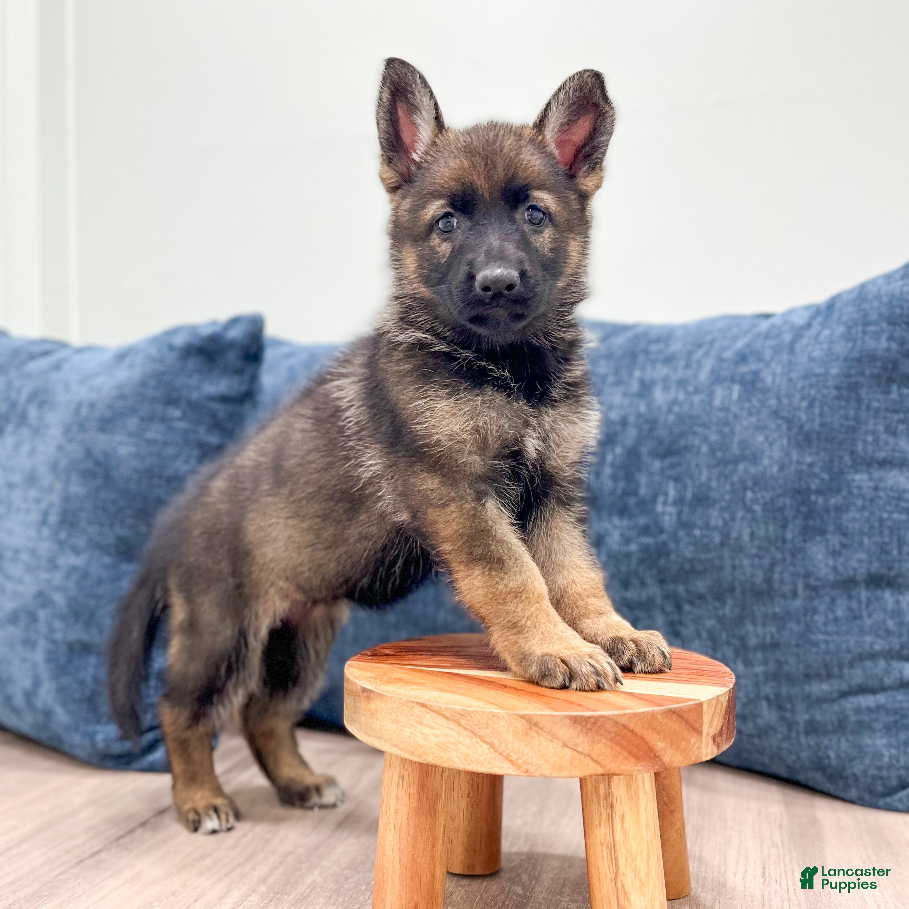 German Shepherd dogs Becky - Ad 2