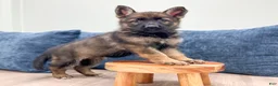 German Shepherd dogs for sale: Becky - Ad 2
