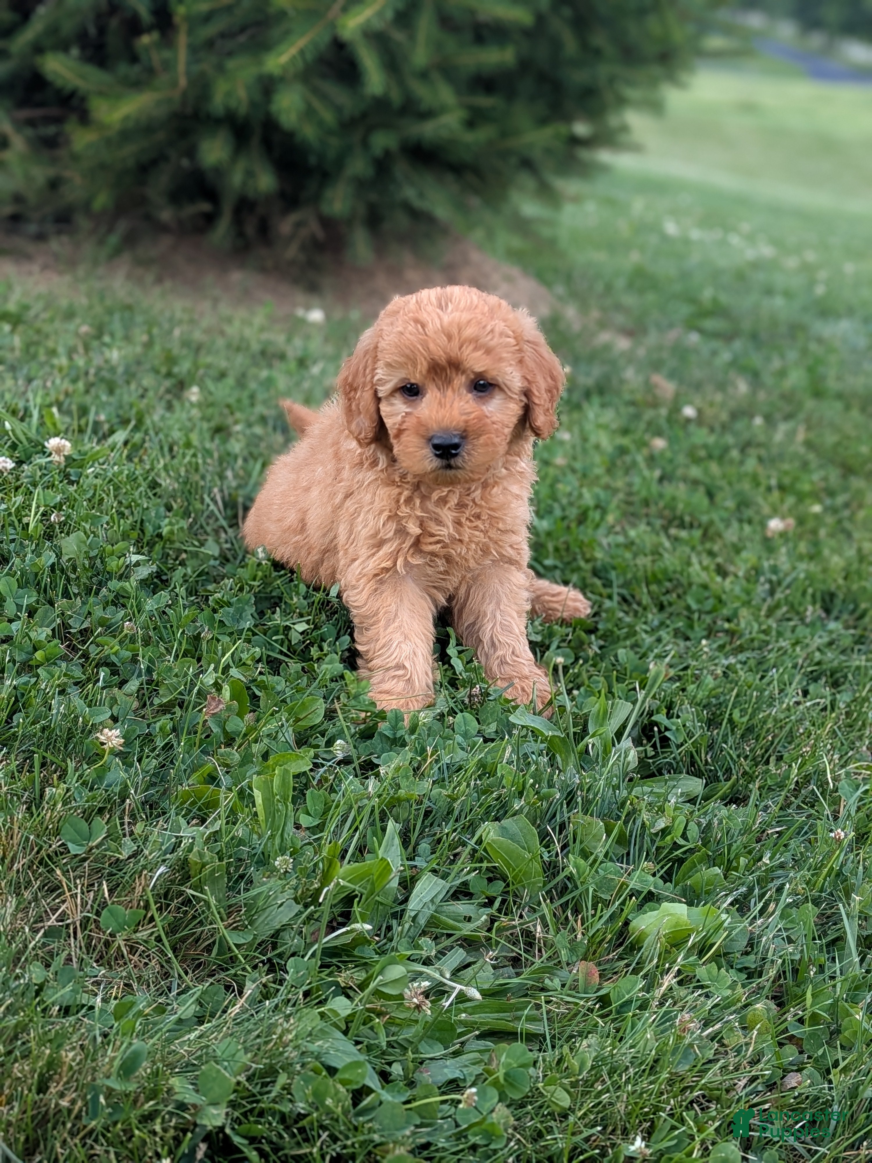 Mini Goldendoodle dogs Coby - Ad 2