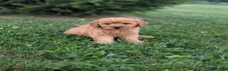 Mini Goldendoodle dogs for sale: Coby - Ad 2