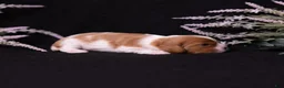 Cavalier King Charles Spaniel dogs for sale: Caroline - Ad 3
