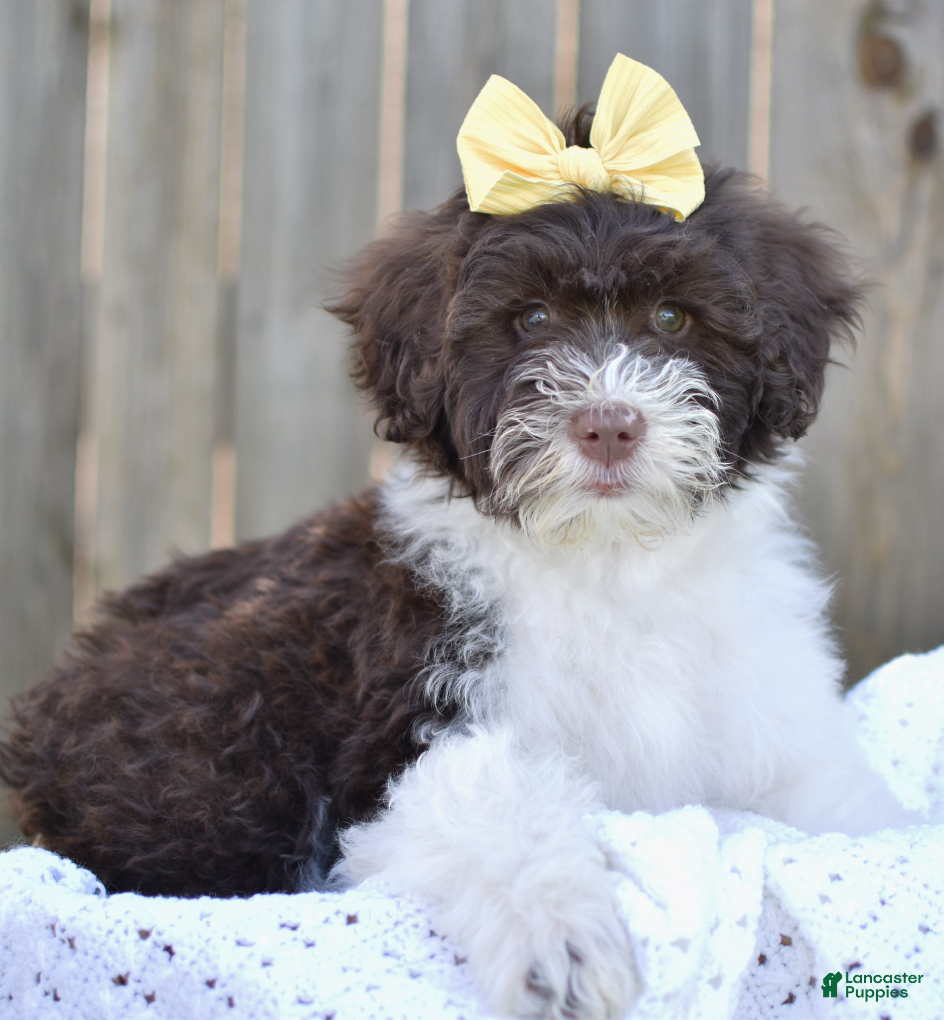 Portuguese Water Dog dogs Lucy - Ad 1