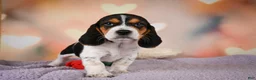 Beagle dogs for sale: OTTO - Ad 17