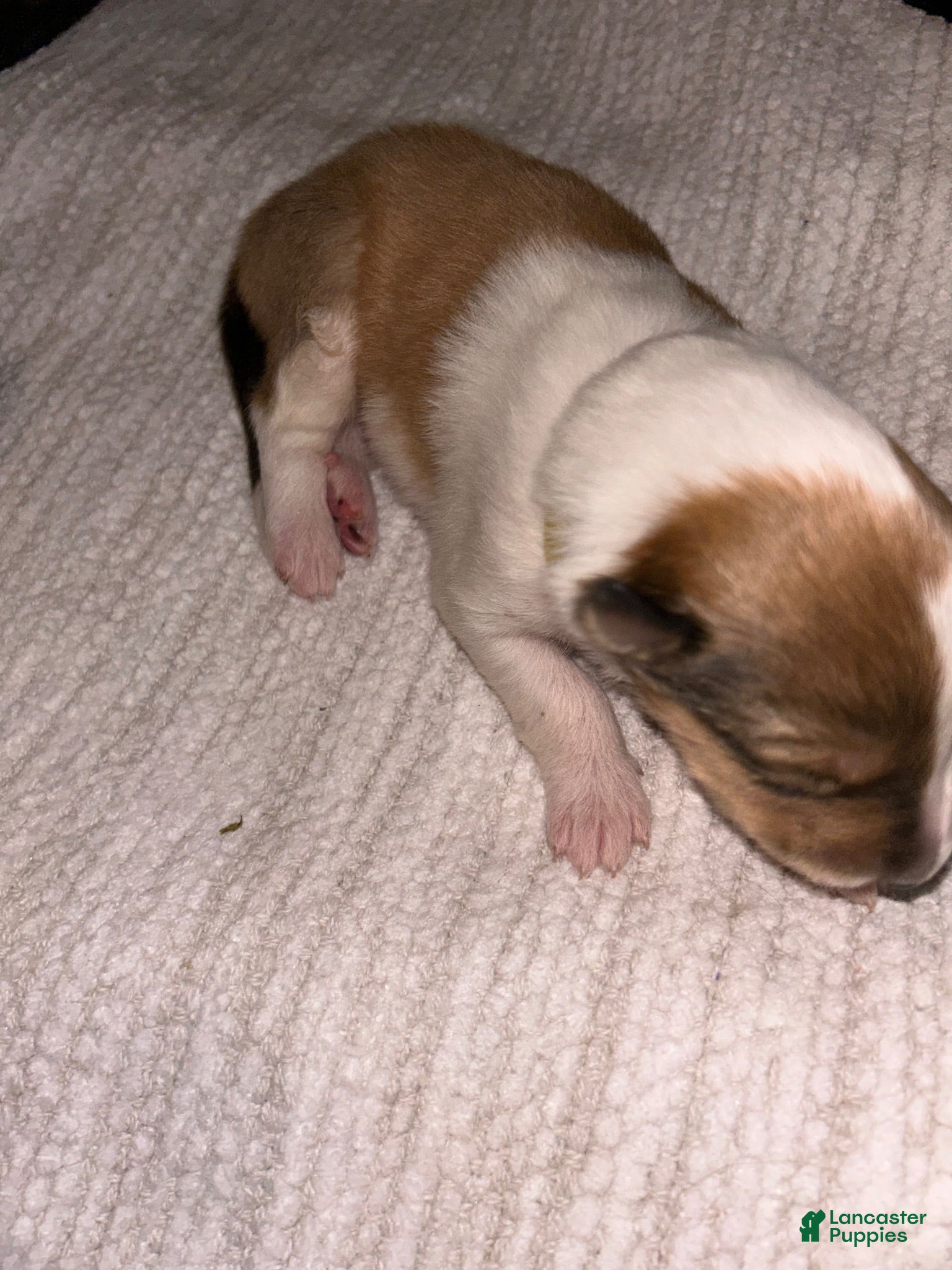 Collie dogs August - reserved for Barbara  - Ad 1