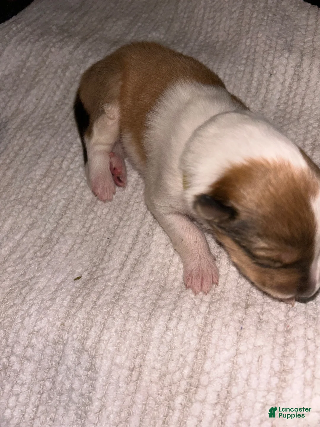 Collie dogs for sale: August - reserved for Barbara  - Ad 1