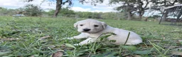 Golden Retriever dogs for sale: Blitz of Avalon male golden retriever - Companion family profile - Ad 12