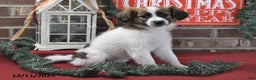 Papillon dogs for sale: Oreo - Ad 2