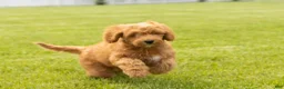 Mini Goldendoodle dogs for sale: Benny - Ad 1