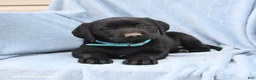 Labrador Retriever dogs for sale: Pansy - Ad 1
