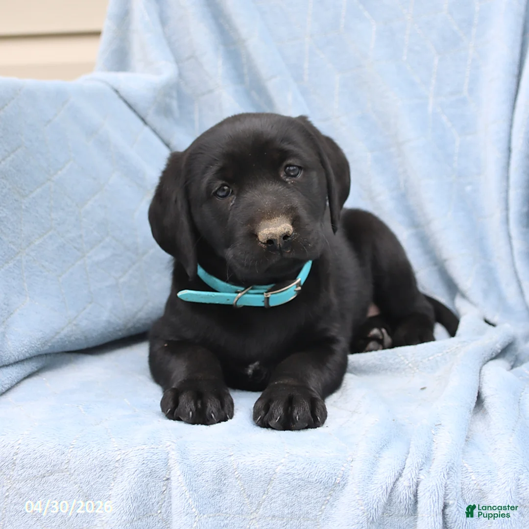 Labrador Retriever dogs for sale: Pansy - Ad 1