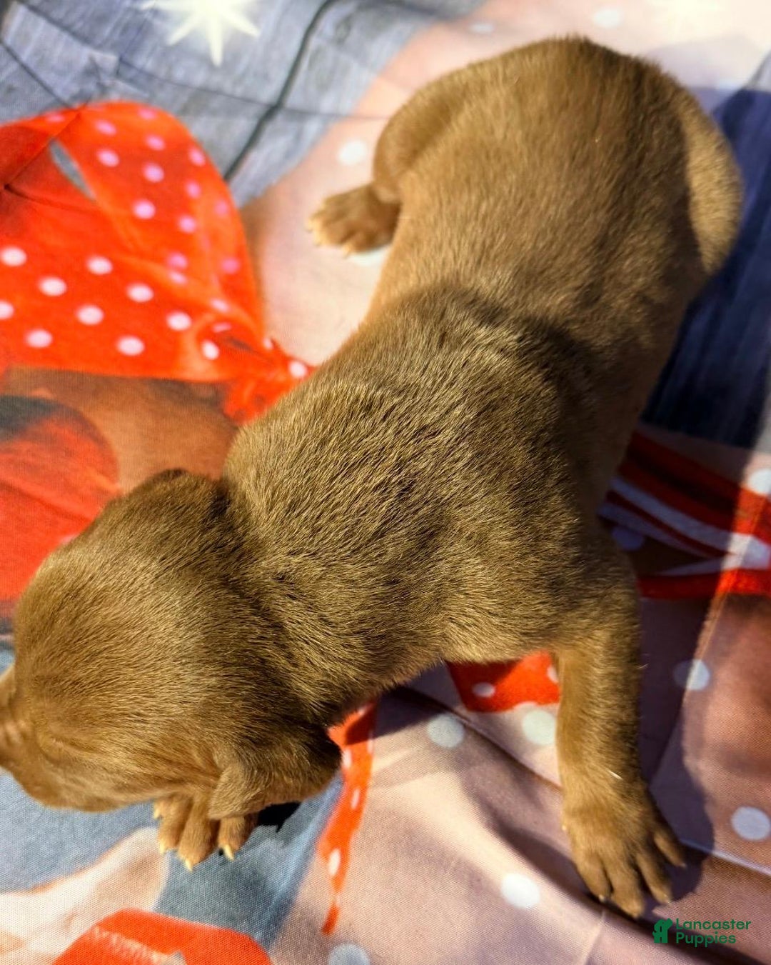 Great Dane dogs for sale: Vince - Chocolate - Ad 1