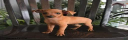 Miniature Pinscher dogs for sale: Cinna  - Ad 2