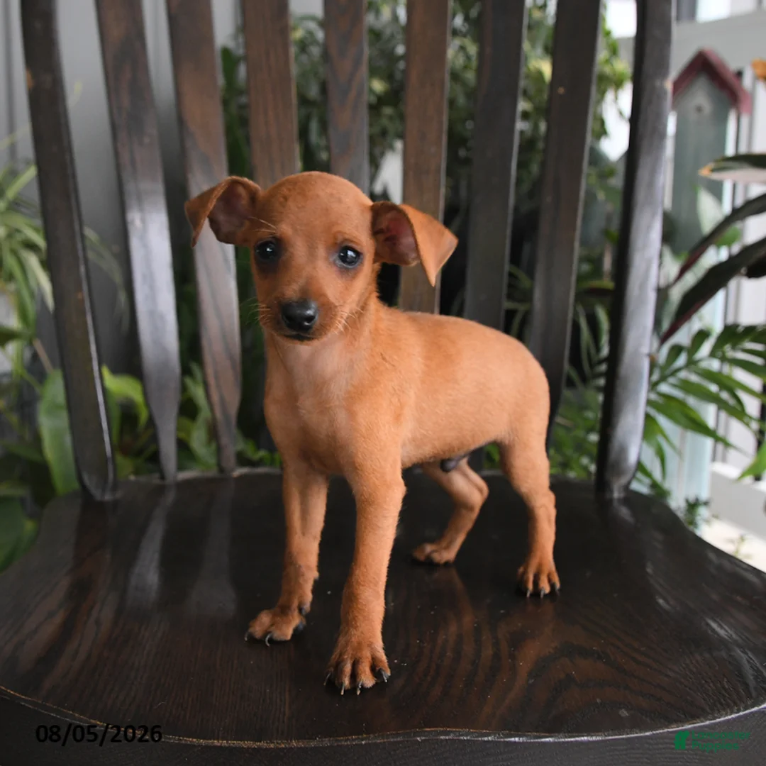 Miniature Pinscher dogs for sale: Cinna  - Ad 2