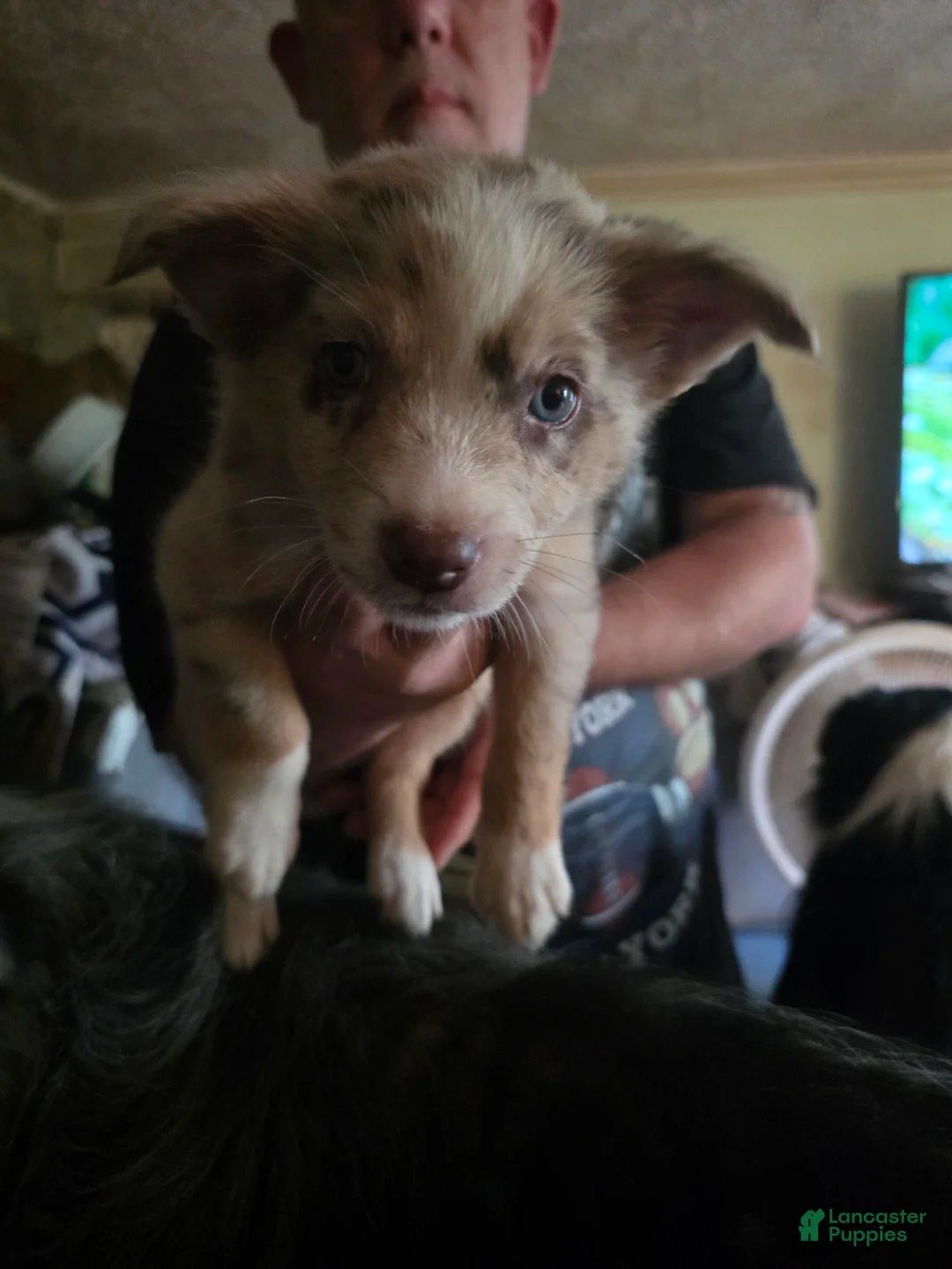 Australian Shepherd dogs for sale: Kayleigh - Ad 1