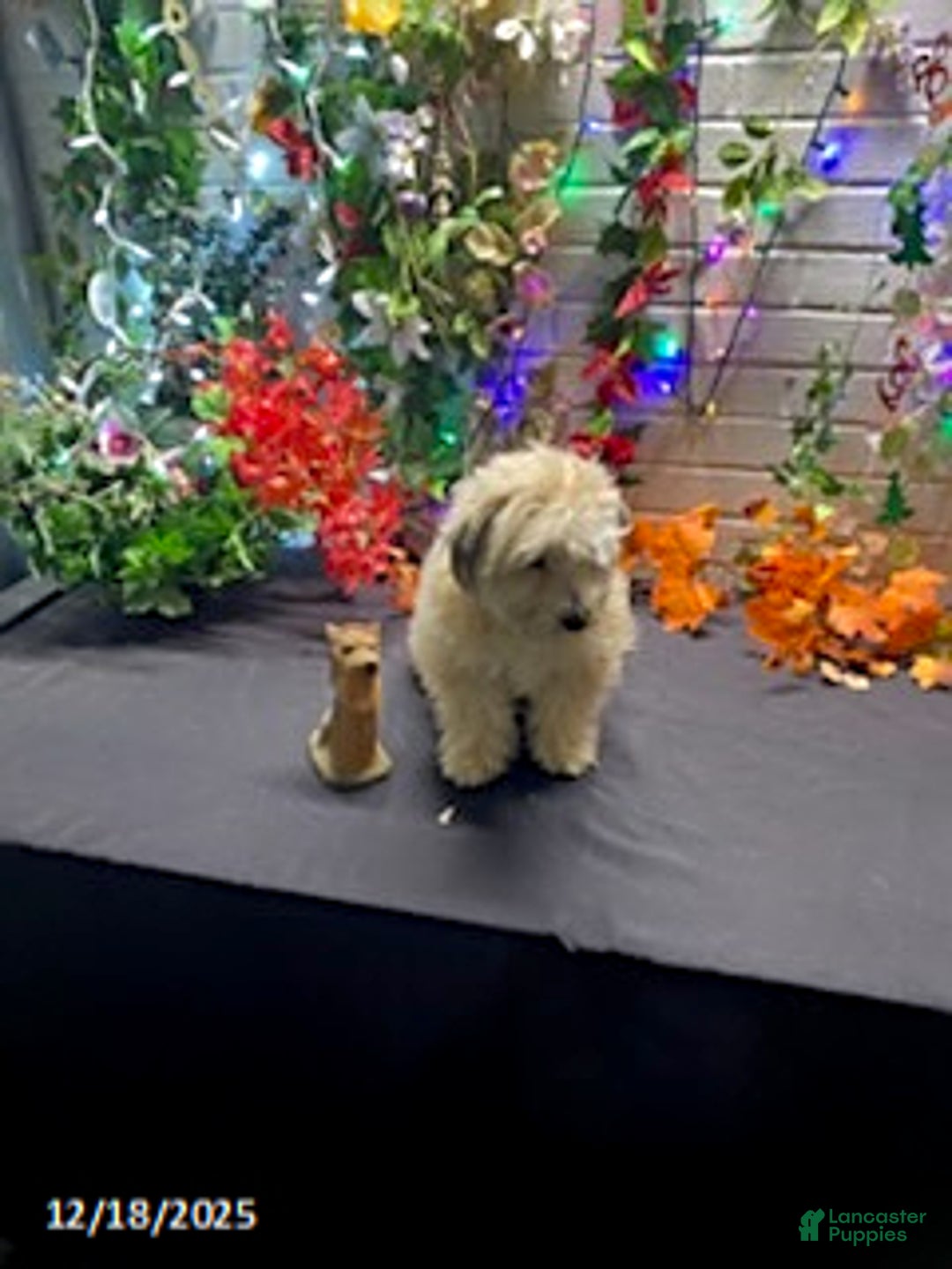 Havapoo dogs for sale: Blondie - Ad 13