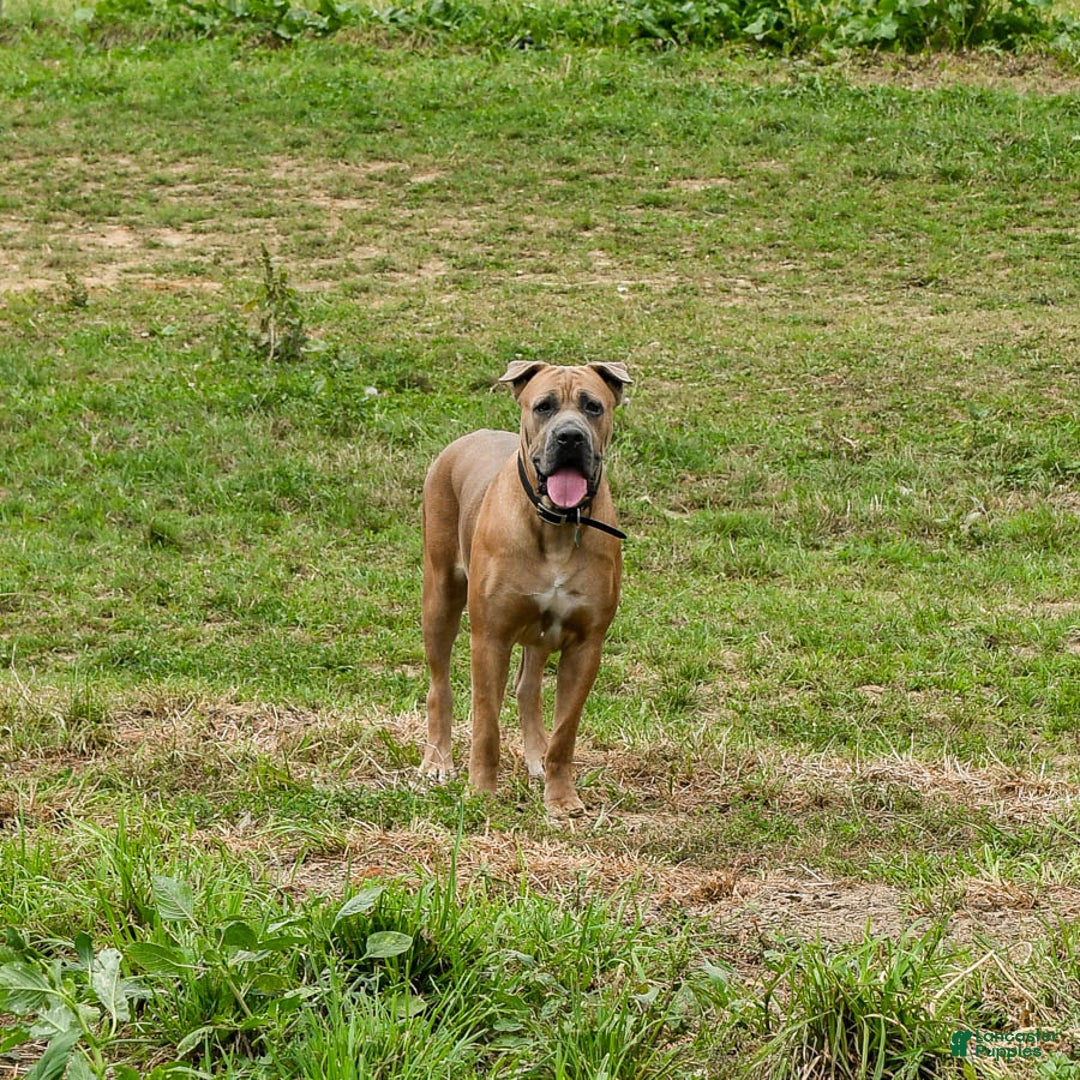 Cane Corso dogs for sale: Holly - Ad 6