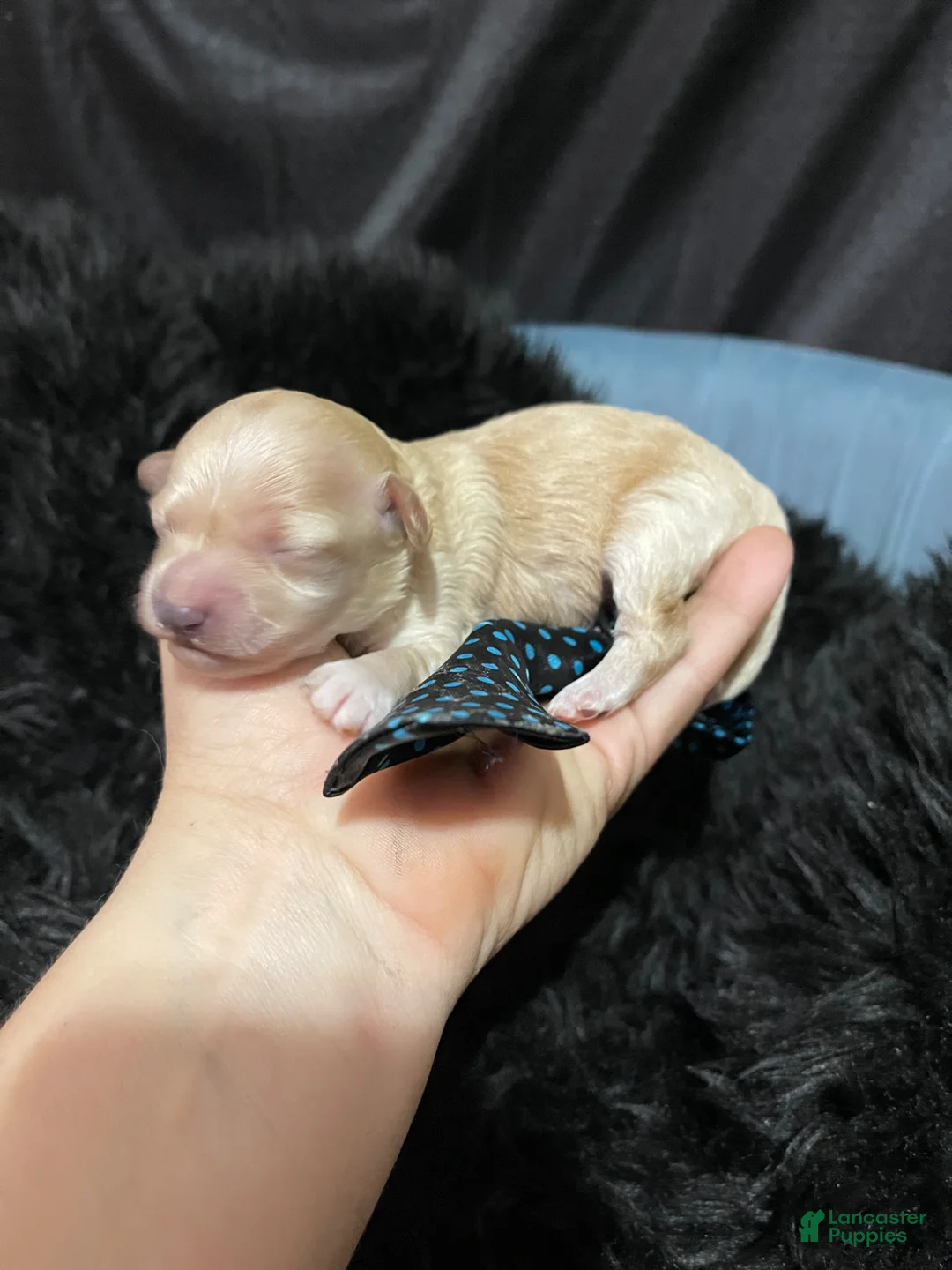 Maltipoo dogs for sale: Barbies only Maltipoo Boy 💙 - Ad 1