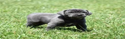 Cane Corso dogs for sale: Vesper - Ad 2