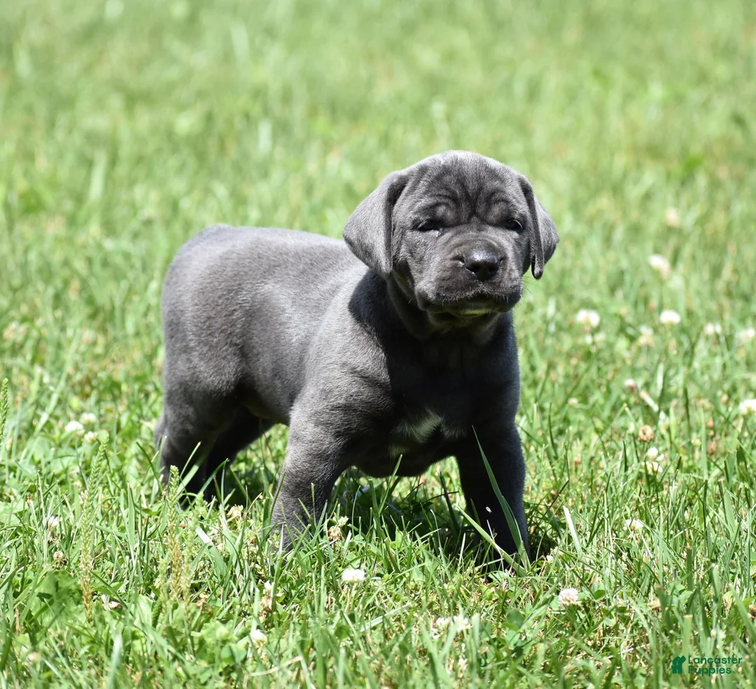 Cane Corso dogs for sale: Vesper - Ad 2