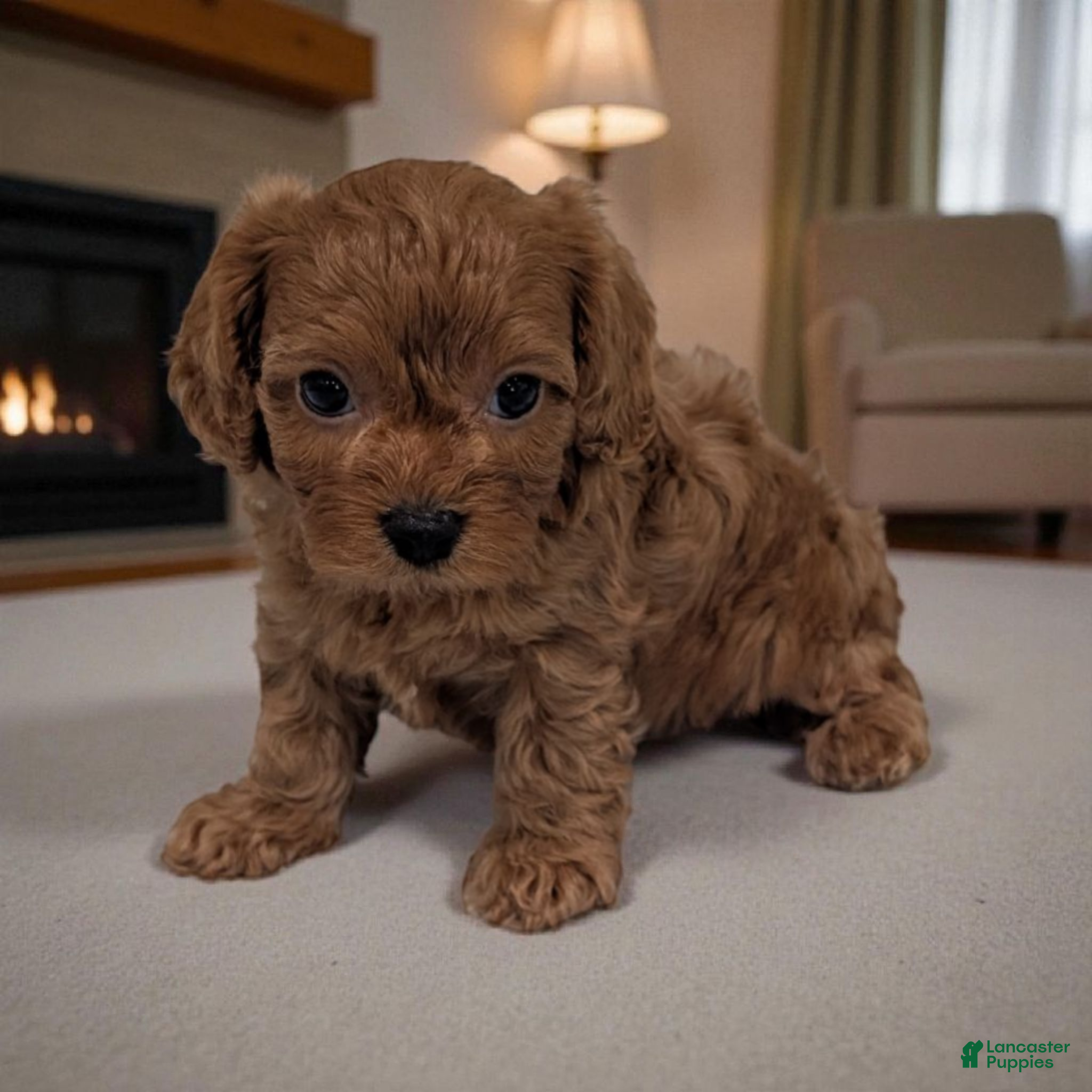 Cavapoo dogs Porter - Ad 3