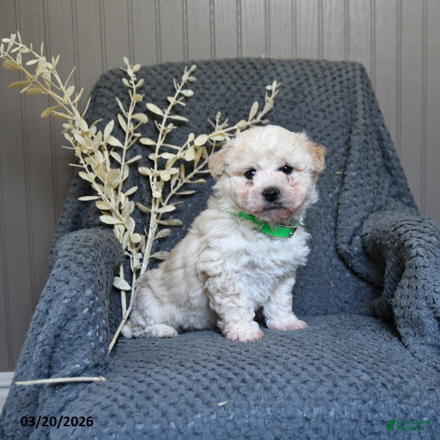 Bichon Frise dogs for sale: Sammy - Ad 2