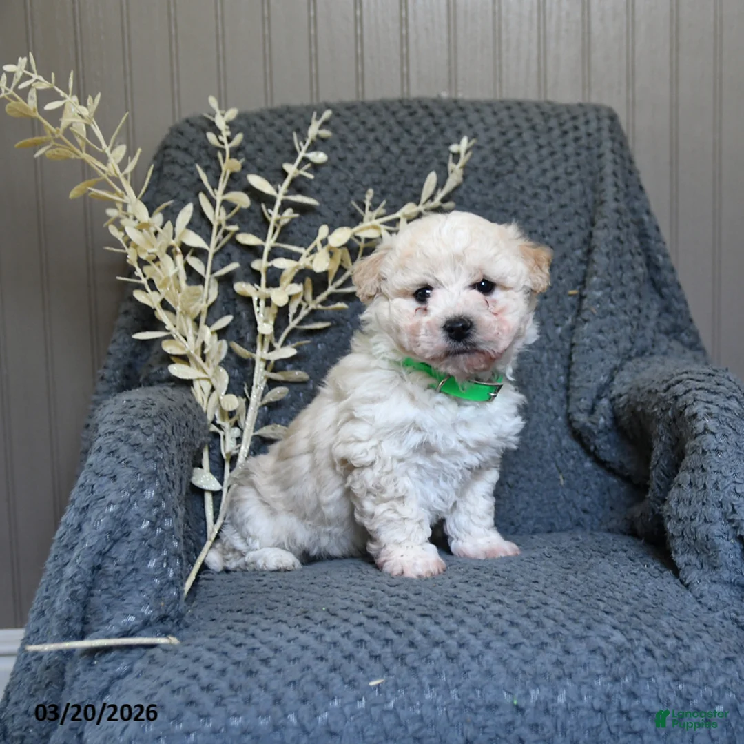 Bichon Frise dogs for sale: Sammy - Ad 1