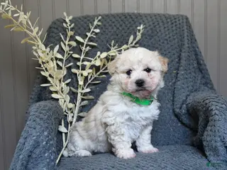 Bichon Frise dogs for sale: Sammy - Ad 2