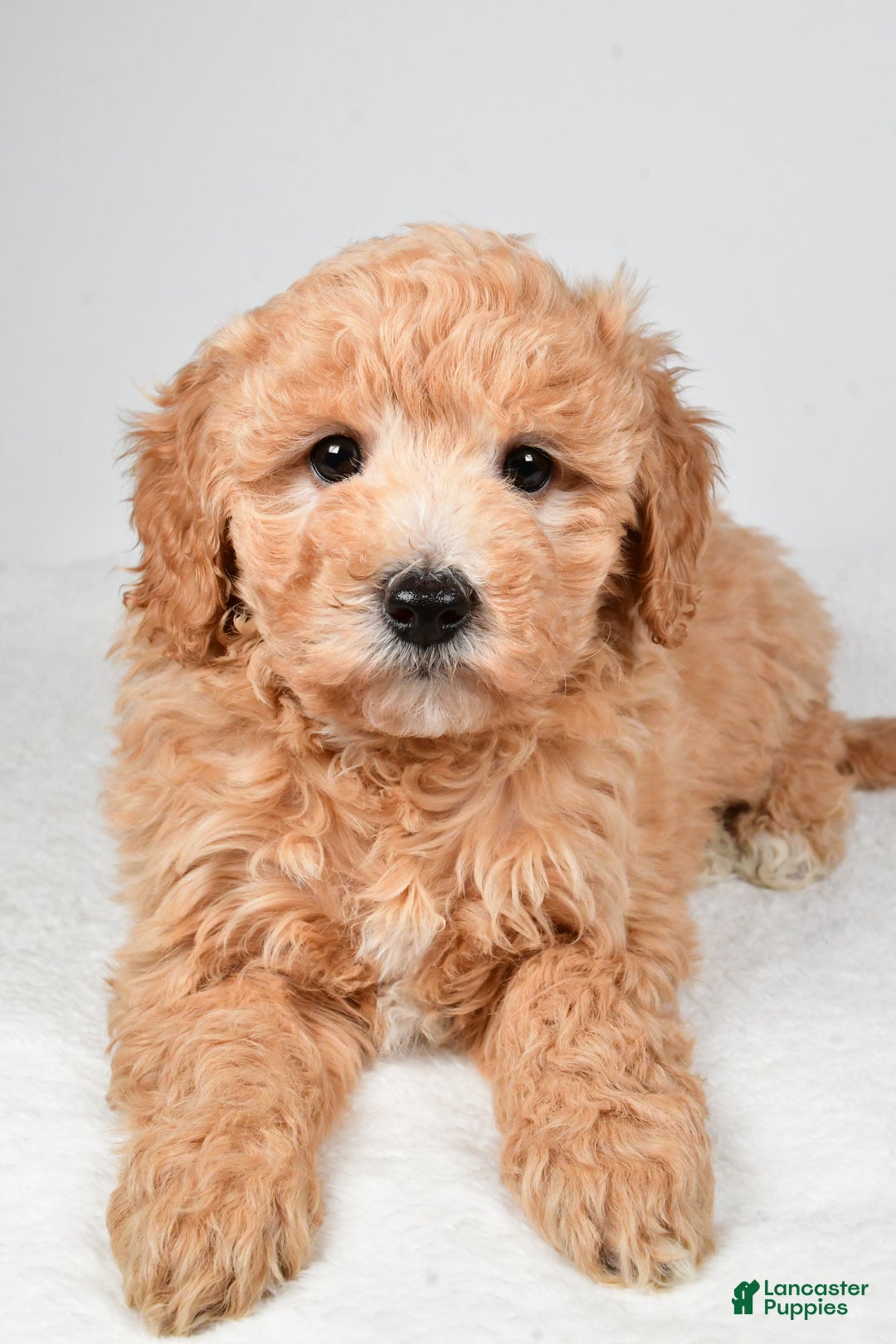 Mini Goldendoodle dogs for sale: Holly - Ad 7