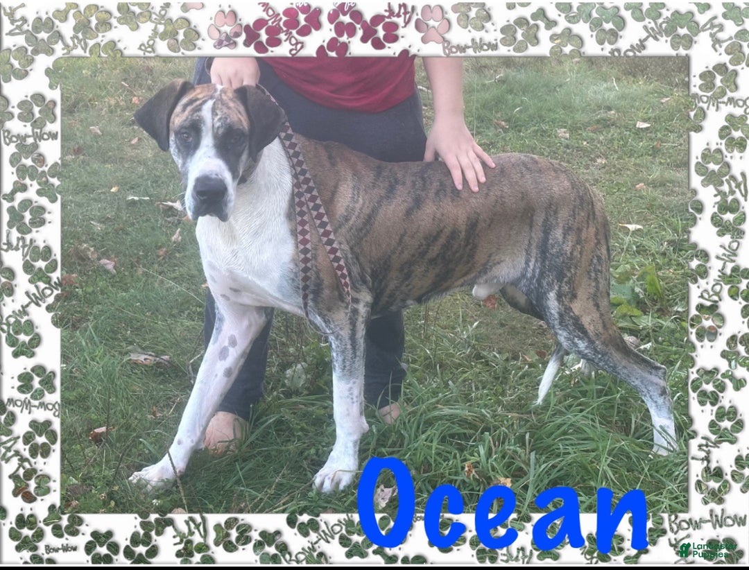 Great Dane dogs for sale: Howard - Ad 28