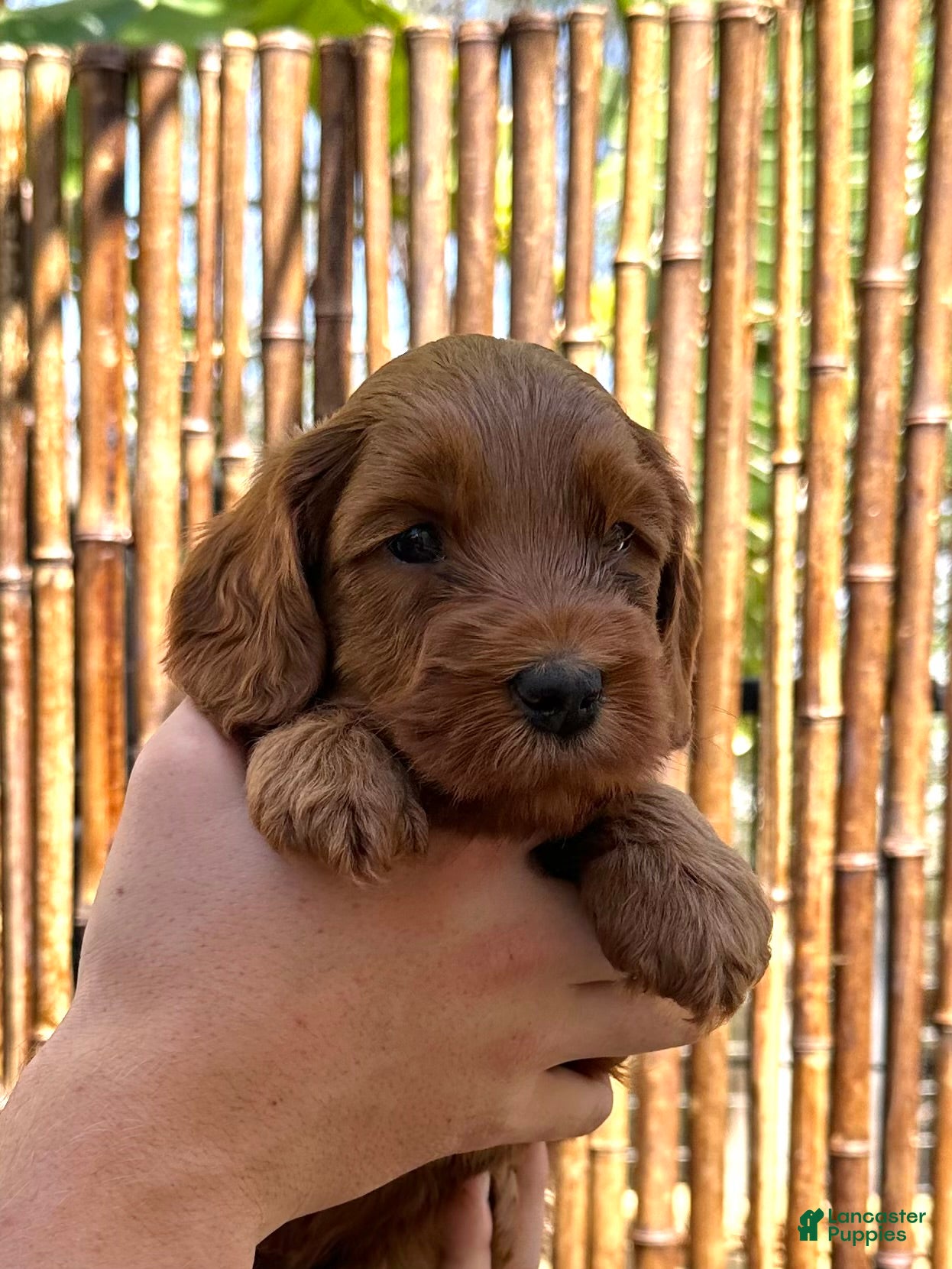 Australian Labradoodle dogs for sale: Skippy - Ad 6