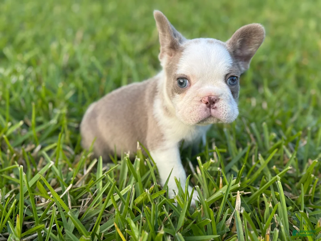 French Bulldog dogs for sale: Bubby - Ad 2