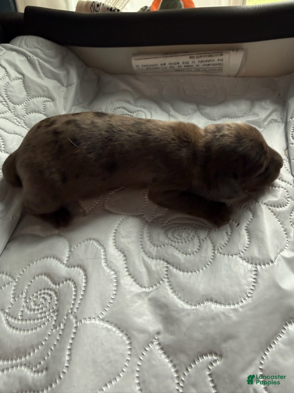 Miniature Dachshund dogs Colonel - Ad 2