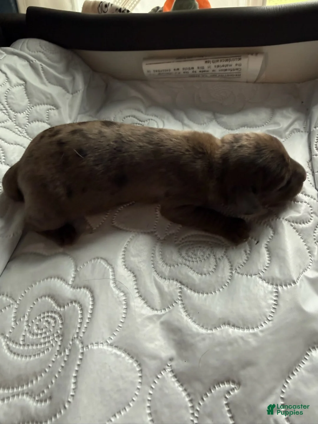Miniature Dachshund dogs for sale: Colonel - Ad 2