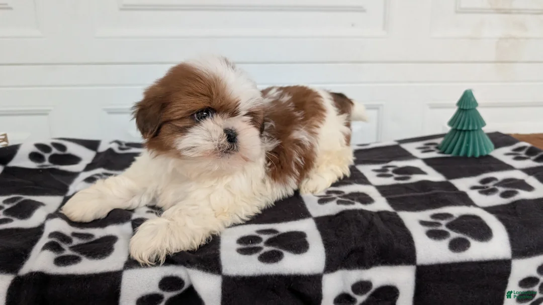 Shih Tzu dogs for sale: Parker - Ad 10