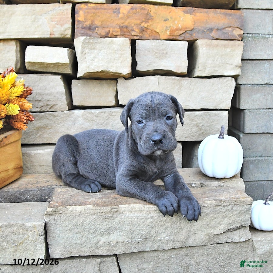 Cane Corso dogs for sale: Vita - Ad 3