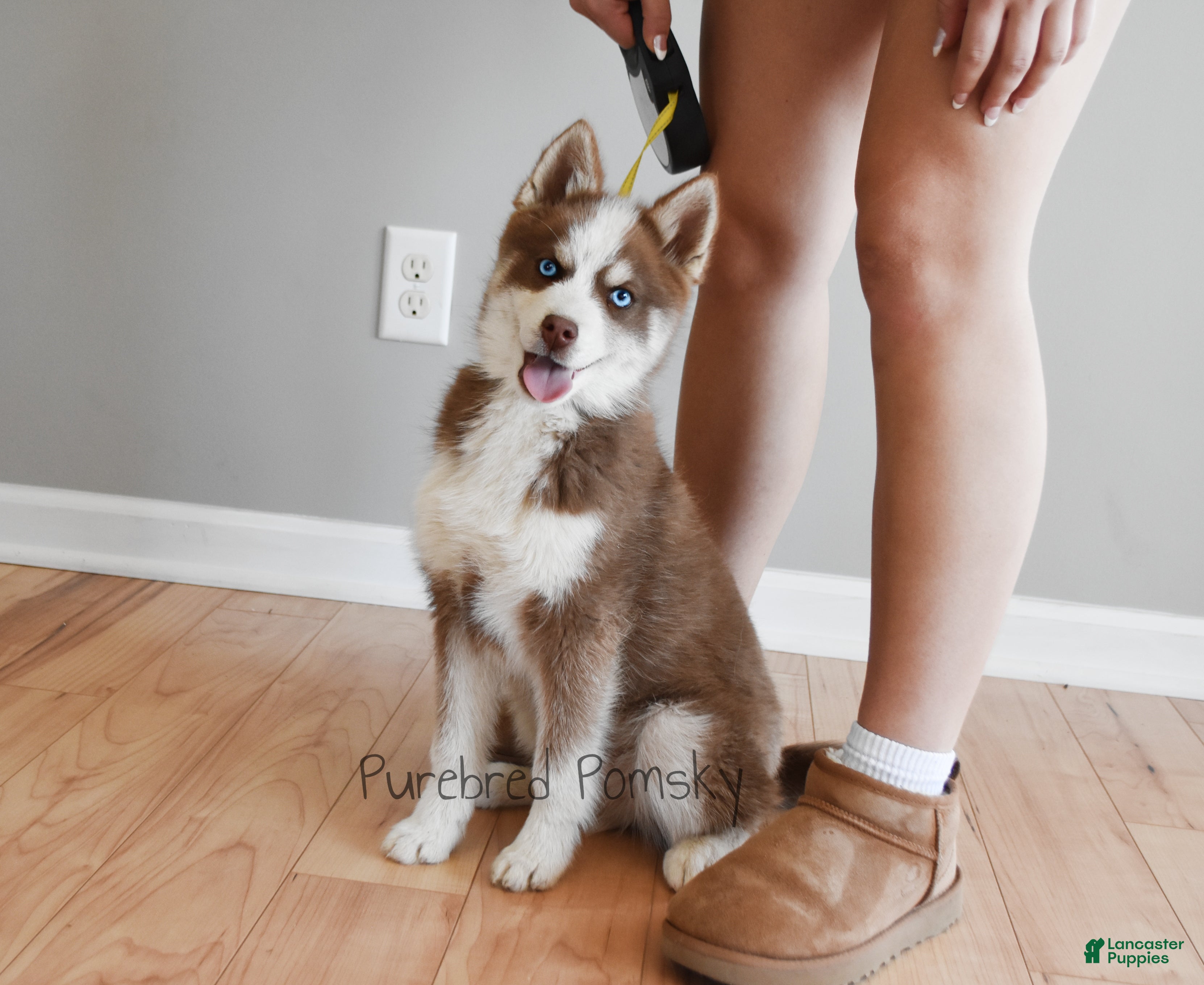 Pomsky dogs Walker mini pomsky - Ad 1